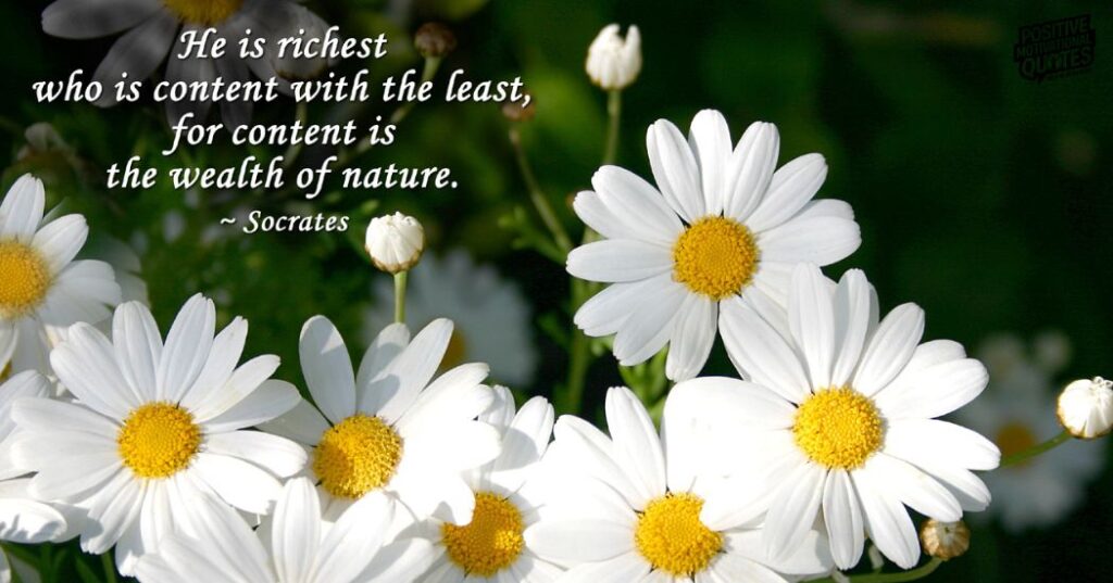 Daisy Love Captions and Quotes