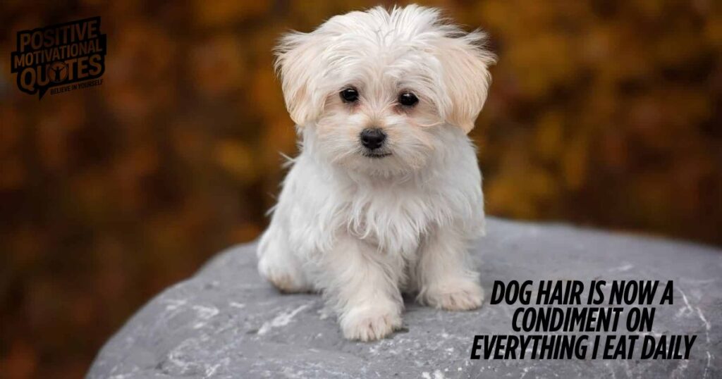 Funny New Puppy Captions and Quotes