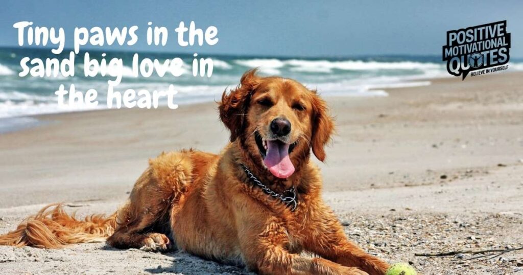 Adorable Beach Dog Quotes to Melt Your Heart