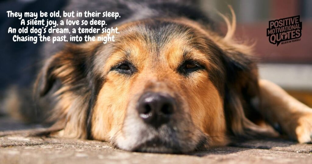 An Old Dog’s Dreamings by Francis Duggan