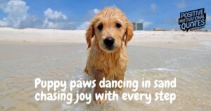 Beach Dog Quotes
