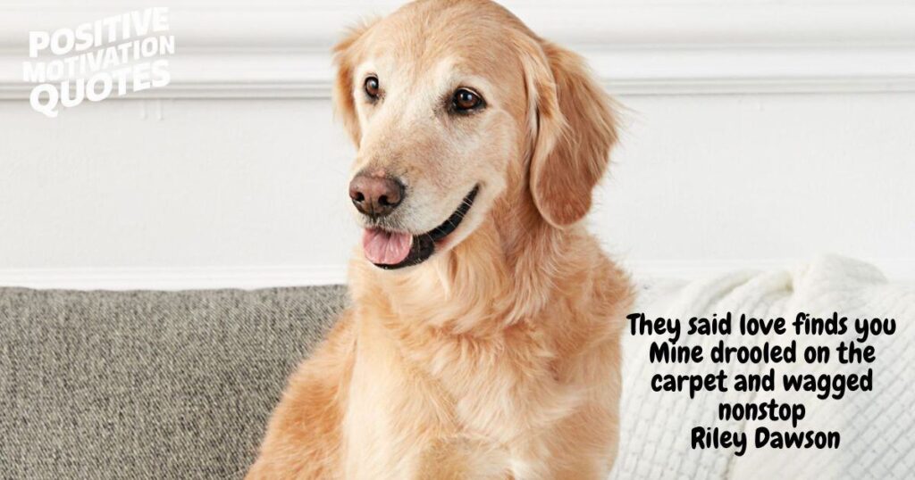 Cute and Funny Rescue Dog Quotes and Captions to Inspire You to Adopt