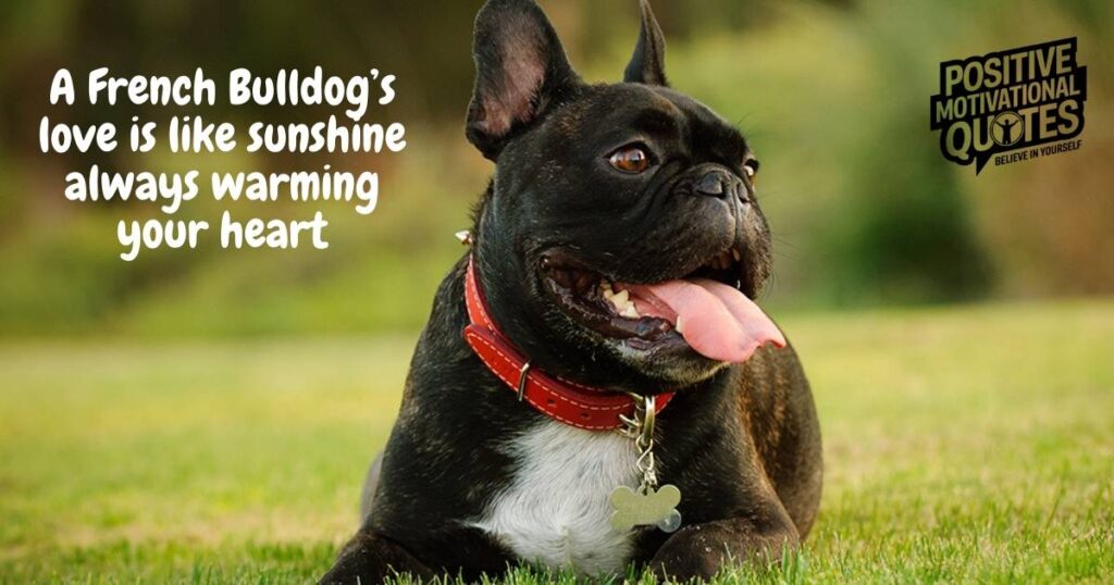 Famous French Bulldog Quotes for Instagram Captions