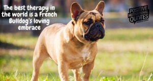 French Bulldog Quotes