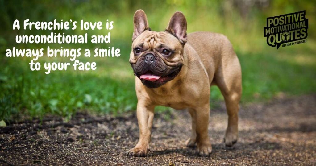 Heartwarming French Bulldog Quotes for Every Dog Lover