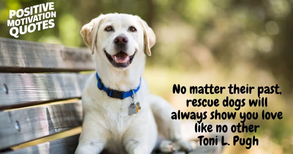 _Heartwarming Rescue Dog Quotes and Captions