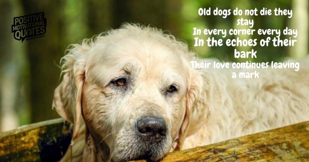 Old Dogs Do Not Die by Anonymous