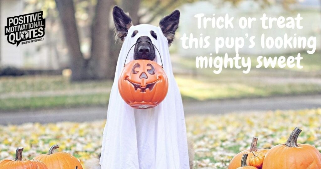 Paws, Treats, and Tricks Quotes for a Fur-ightfully Cute Halloween