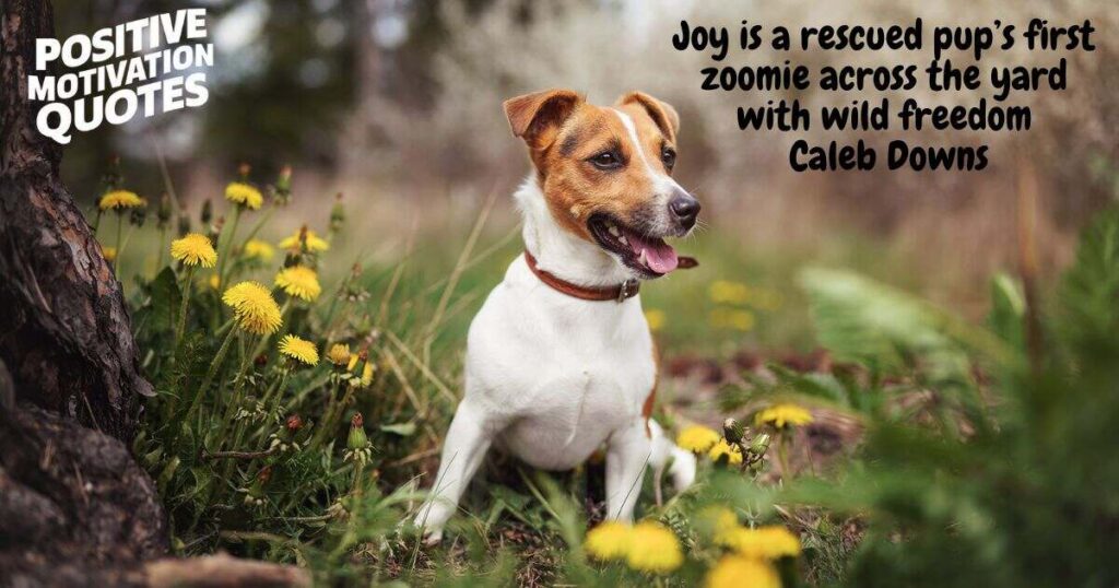 Quotes and Captions About the Joy of Having a Rescue Dog