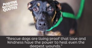 Rescue Dog Quotes And Captions