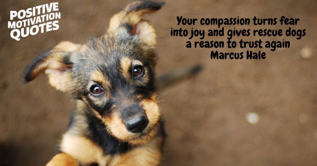 Rescue Dog Quotes and Captions on Second Chances