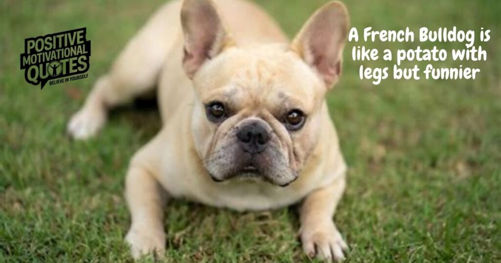 The Funniest French Bulldog Quotes That Capture Their Personality