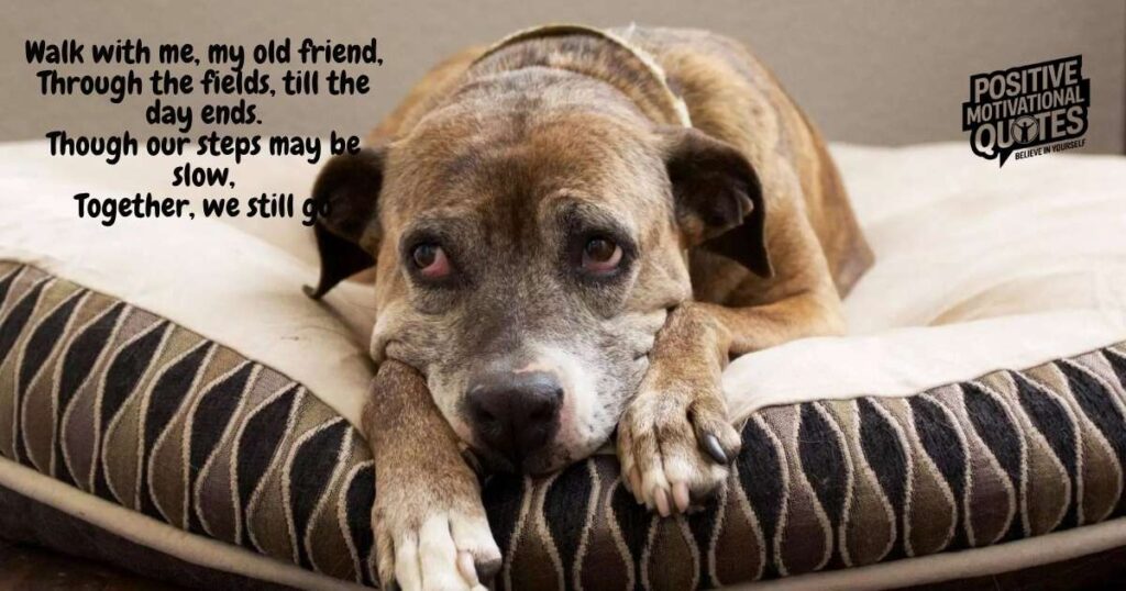Walk With An Old Dog by Gayl Jokiel