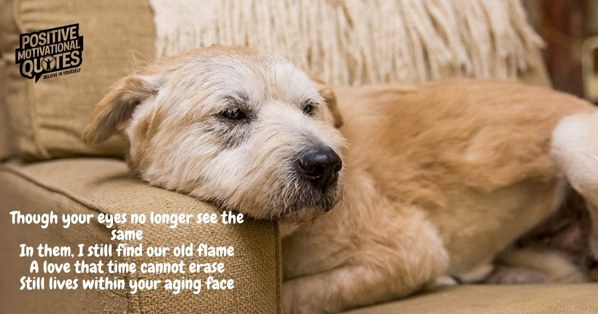 old dogs poems
